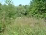 DSCF0044.JPG
